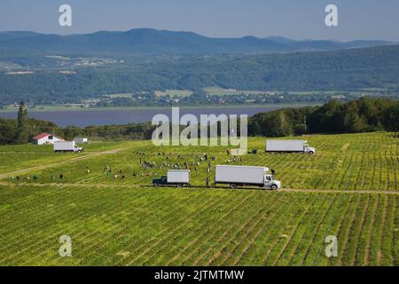 Wanderarbeiter, die im Sommer Getreide ernten, Saint-Francois, Ile d'Orleans, Quebec, Kanada. Stockfoto