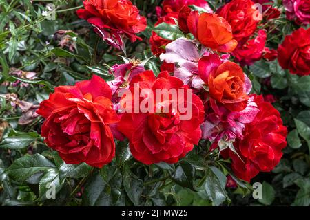 Blüten der ‘Hot Cocoa’ Floribunda Rose Stockfoto