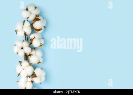 Zweig mit weißen Baumwollblumen auf blauem Hintergrund. Natürliche Bio-Faser, Landwirtschaft, Baumwollblume, Rohstoffe für die Herstellung von Stoff. Hintergrund, moc Stockfoto