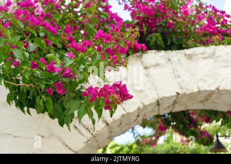 Rosafarbene Blüten blühender Bougainvillea auf der weißen Ziegelbogenwand. Sommer floralen Hintergrund. Stockfoto