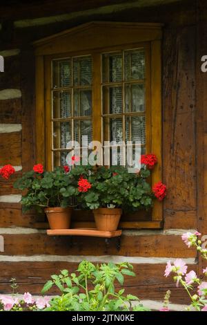 Getöpftes rotes Pelargonium - Geranienblumen im Regal draußen vor dem Fenster auf dem alten Holzhaus im kanadischen Stil. Stockfoto