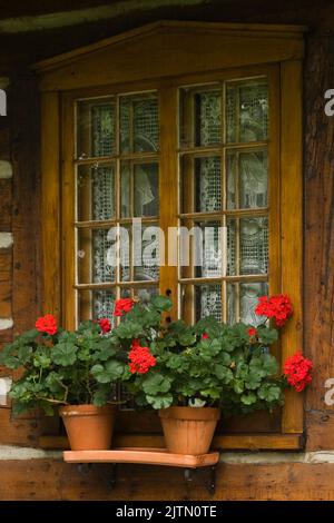 Getöpftes rotes Pelargonium - Geranienblumen im Regal draußen vor dem Fenster auf dem alten Holzhaus im kanadischen Stil. Stockfoto