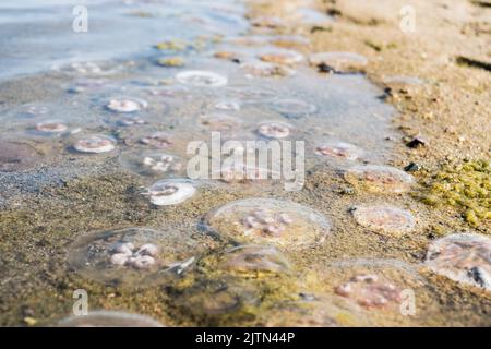 Viele Quallen, die an einem Strand der Ostsee aufgespült wurden. Stockfoto