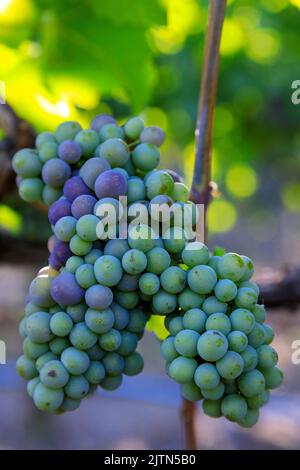 Im Weinbau ist Veraison der Beginn der Reifung der Trauben. Die Veraison stellt den Übergang vom Beerenwachstum zur Beerenreife und viele dar Stockfoto