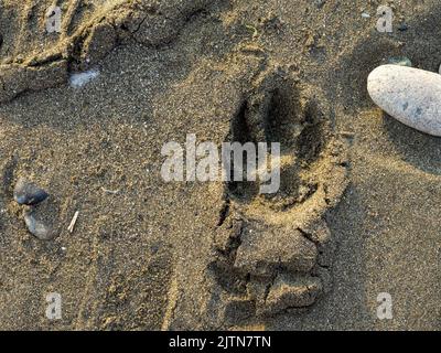 Hundefußabdruck im Sand. Die Stille des wilden Strandes. Steine am Sandstrand. Schwarzer Sand in der Sonne aus nächster Nähe. Ruhiges Hotel. Küstenrand. B Stockfoto