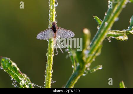 Imago von Ephemeroptera Mayfly sitzt auf Gras mit Tautropfen auf Flügeln Stockfoto