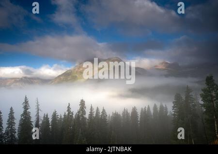 Im frühen Morgenlicht Nordkaliforniens sind Rotholz-Bäume an der Küste im Nebel gehüllt Stockfoto