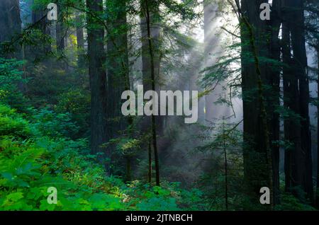 Im frühen Morgenmist filtern Gottesstrahlen durch die Redwood-Bäume Stockfoto