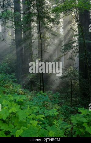 Im frühen Morgenmist filtern Gottesstrahlen durch die Redwood-Bäume Stockfoto