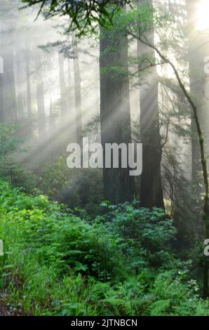 Im frühen Morgenmist filtern Gottesstrahlen durch die Redwood-Bäume Stockfoto