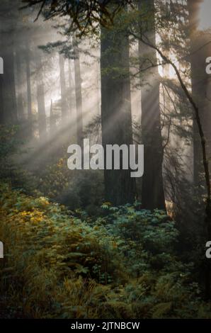 Im frühen Morgenmist filtern Gottesstrahlen durch die Redwood-Bäume Stockfoto