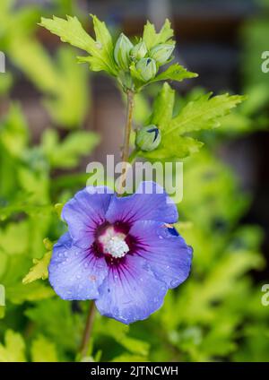 „Oiseau Bleu, Blue Bird“-Rose von Sharon, Frilandshibiskus (Hibiscus syriacus) Stockfoto