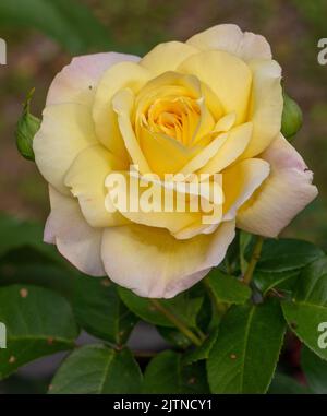 „Peace, Madame A. Meilland“ Teerose, Teebrosen (Rosa) Stockfoto