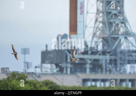 Ein Paar Godits fliegen an der NASAs Space Launch System (SLS)-Rakete vorbei, wobei die Orion-Sonde auf einem mobilen Trägerrakete auf dem Launch Pad 39B an Bord ist, da die Vorbereitungen für den Start am Mittwoch, den 31. August 2022, im NASAs Kennedy Space Center in Florida fortgesetzt werden. Der Artemis I-Flugtest ist der erste integrierte Test der NASAs agencys-Tiefenraumexplorationssysteme: Die Raumsonde Orion, die SLS-Rakete und die unterstützenden Bodensysteme. Der Startschuss für den unbemundeten Flugtest ist für den 3. September um 2:17 Uhr EDT vorgesehen. Obligatorische Gutschrift: Keegan Barber/NASA über CNP Stockfoto