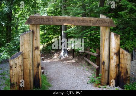 Siedler's Grove of Ancient Cedars ist ein Idaho National Forest nördlich des historischen Murray im Silver Valley Stockfoto