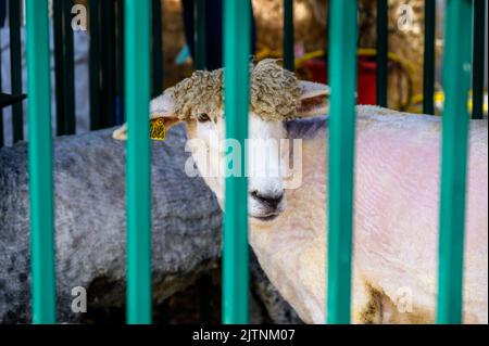 BELLEVUE, WASHINGTON, USA – 30. APRIL 2022: Kelsey Creek Farm Park Heritage Event, weiße Schafe in einem Stift nach einer Schafschur Demonstration Stockfoto