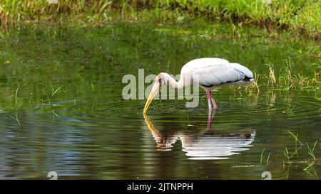 Ein Milchstorch (Mycteria cinerea) mit Reflexion Stockfoto