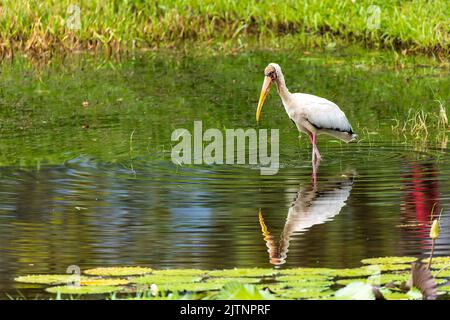 Ein Milchstorch (Mycteria cinerea) mit Reflexion Stockfoto