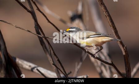 Ein sehr kleiner, kurzschwanziger Vogel, der als gestreift Pardalote (Pardalotus striatus) bekannt ist Stockfoto