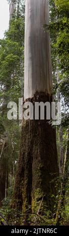 Panorama eines Sumpfgums im Mt Field National Park in tasmanien, australien Stockfoto