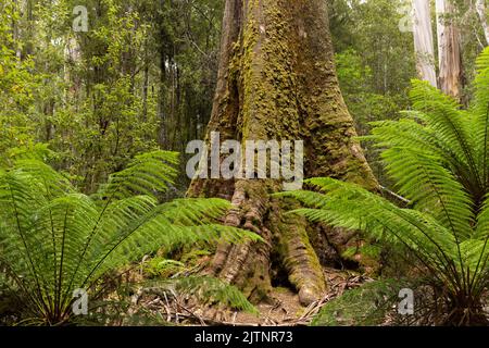 Die Basis eines großen moosigen Sumpfgummis mit Menschenfarnen, die neben ihm im Mt Field National Park wachsen Stockfoto