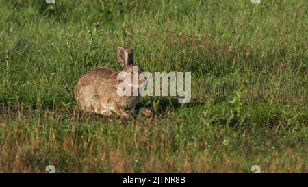 feral Kaninchen kauen Gras im kosciuszko Nationalpark Stockfoto