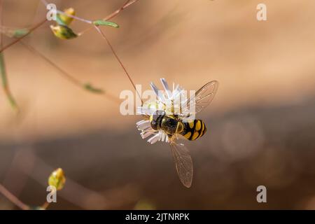 Eine Erwachsene Common Hover Fly (Melangyna vispiseps) ist 4-10 mm lang und hat einen dunkel abgeflachten Körper mit schwarzen und gelben Markierungen Stockfoto