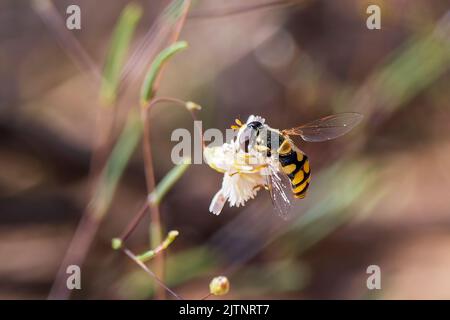 Eine Erwachsene Common Hover Fly (Melangyna vispiseps) ist 4-10 mm lang und hat einen dunkel abgeflachten Körper mit schwarzen und gelben Markierungen Stockfoto