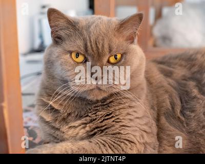 Porträt einer britischen Fliederkatze mit gelben Augen. Nahaufnahme Stockfoto