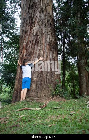 Junge umarmt einen Baum, in großen Eukalyptusbaum, Parque Tingui, Curitiba, Paraná, Brasilien Stockfoto