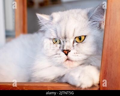 Porträt einer britischen Langhaar-weißen Katze auf beigem Hintergrund. Nahaufnahme Stockfoto
