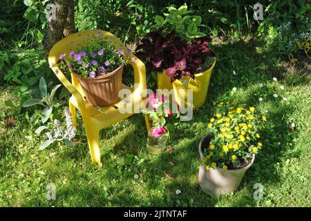 Sommerblumen auf dem Rasen in einem rustikalen Garten Stockfoto