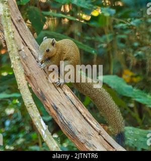 Graubauchige Eichhörnchen (Callosciurus caniceps) auf einer Weinrebe und mit Blick auf die Kamera Stockfoto