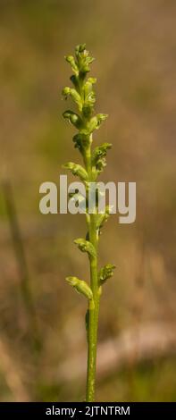 Die Zwiebelorchidee (Liparis reflexa) ist eine terrestrische Orchidee mit einem ziemlich dicken grünen Stamm mit Büscheln sehr kleiner grüner Blüten Stockfoto