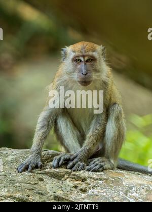 Porträt eines langschwanzigen Makaken (Macaca fascicularis) Stockfoto