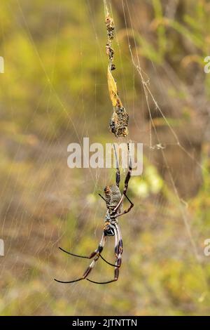 Weibliche Golden Orb-weben Spinne (Nephila edulis) Stockfoto
