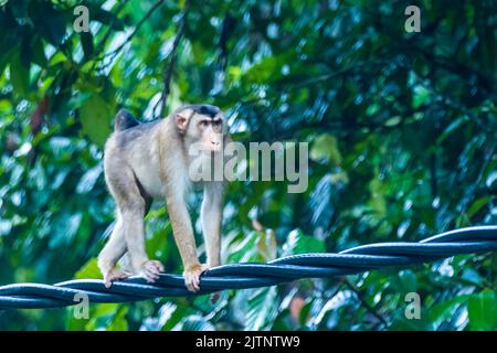 Eine Familie südlicher Schwanzmakaken (Macaca nemestrina), die auf einer Stromleitung sitzt Stockfoto