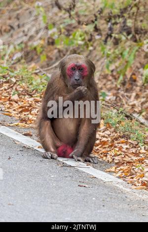 Ein einbunter Makaken (Macaca arctoides), der auf dem Boden sitzt Stockfoto