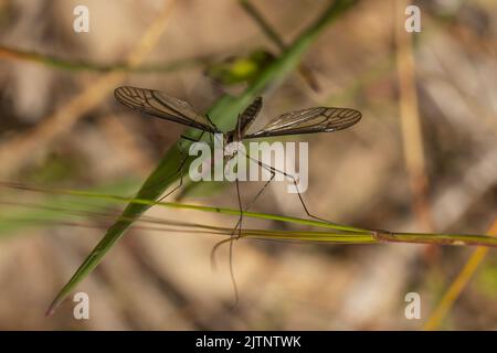 Die Crane Fly (Tipulidae-Familie) hat einen schlanken, mückenähnlichen Körper mit extrem langen Beinen Stockfoto