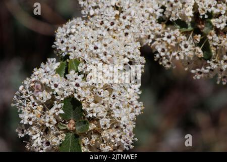 Weiß blühende Cymose-Doldenblüten von Ceanothus Perplexans, Rhamnaceae, einheimischer Strauch im Volcan-Gebirge, Peninsular Ranges, Frühling. Stockfoto