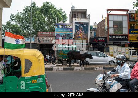 Neu-Delhi, Indien. 24. August 2022. Eine Gruppe streunender Kühe geht auf einer verkehrsreichen Straße in der Hauptstadt Neu-Delhi. (Bild: © Mohsin Javed/Pacific Press via ZUMA Press Wire) Stockfoto