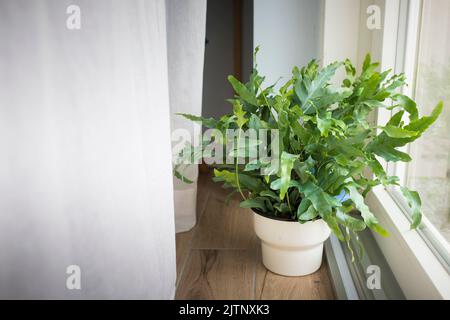 Eine Pflanze des Blausternfarns (Phlebodium aureum), eine schicke Zimmerpflanze, auf dem Boden in einem Haus in der Nähe eines Fensters. Stockfoto