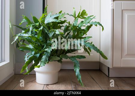 Eine Pflanze des Blausternfarns (Phlebodium aureum), eine schicke Zimmerpflanze, auf dem Boden in einem Haus in der Nähe eines Fensters. Stockfoto