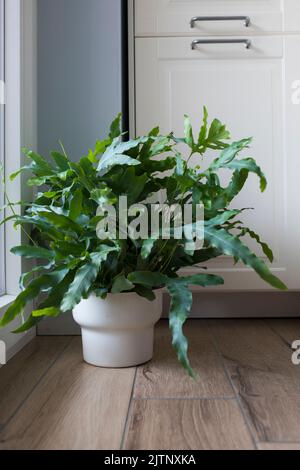 Eine Pflanze des Blausternfarns (Phlebodium aureum), eine schicke Zimmerpflanze, auf dem Boden in einem Haus in der Nähe eines Fensters. Vertikale Aufnahme. Stockfoto