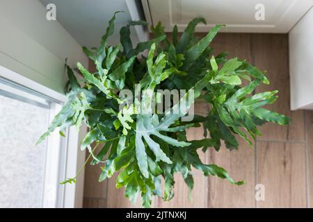 Draufsicht auf eine Pflanze des Blausternfarns (Phlebodium aureum), einer schicken Zimmerpflanze, auf dem Boden in einem Haus in der Nähe eines Fensters. Stockfoto