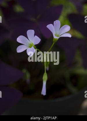 Purpurrote Oxalis triangularis Blume. Oxalis triangularis Stockfoto