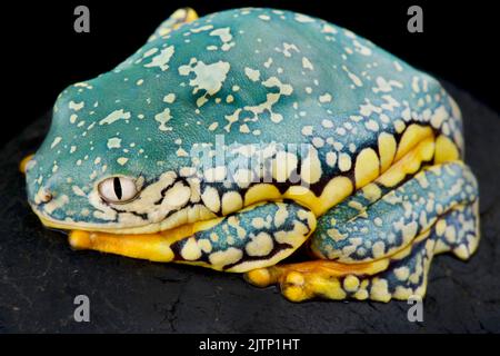 Gefranste Blätter Frosch (Cruziohyla craspedopus) Stockfoto