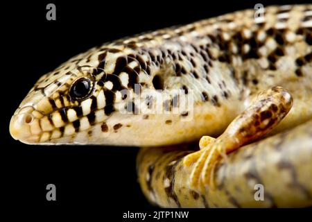 Lembeh skink (Chalcides ocellatus) Stockfoto