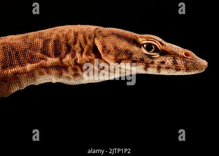 Pilbara Felsenwaran (Varanus Pilbarensis) Stockfoto