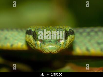 Grüne Schlange auf einem Ast; grüne Grubenviper; Schlange, die die Zunge drückt; grüne Grubenviper aus Sri Lanka; Schlange starrt Stockfoto